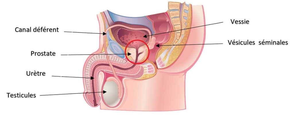 image du système reproducteur masculin